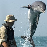 Десант боевых дельфинов США везут к  бергам Крыма.(видео)