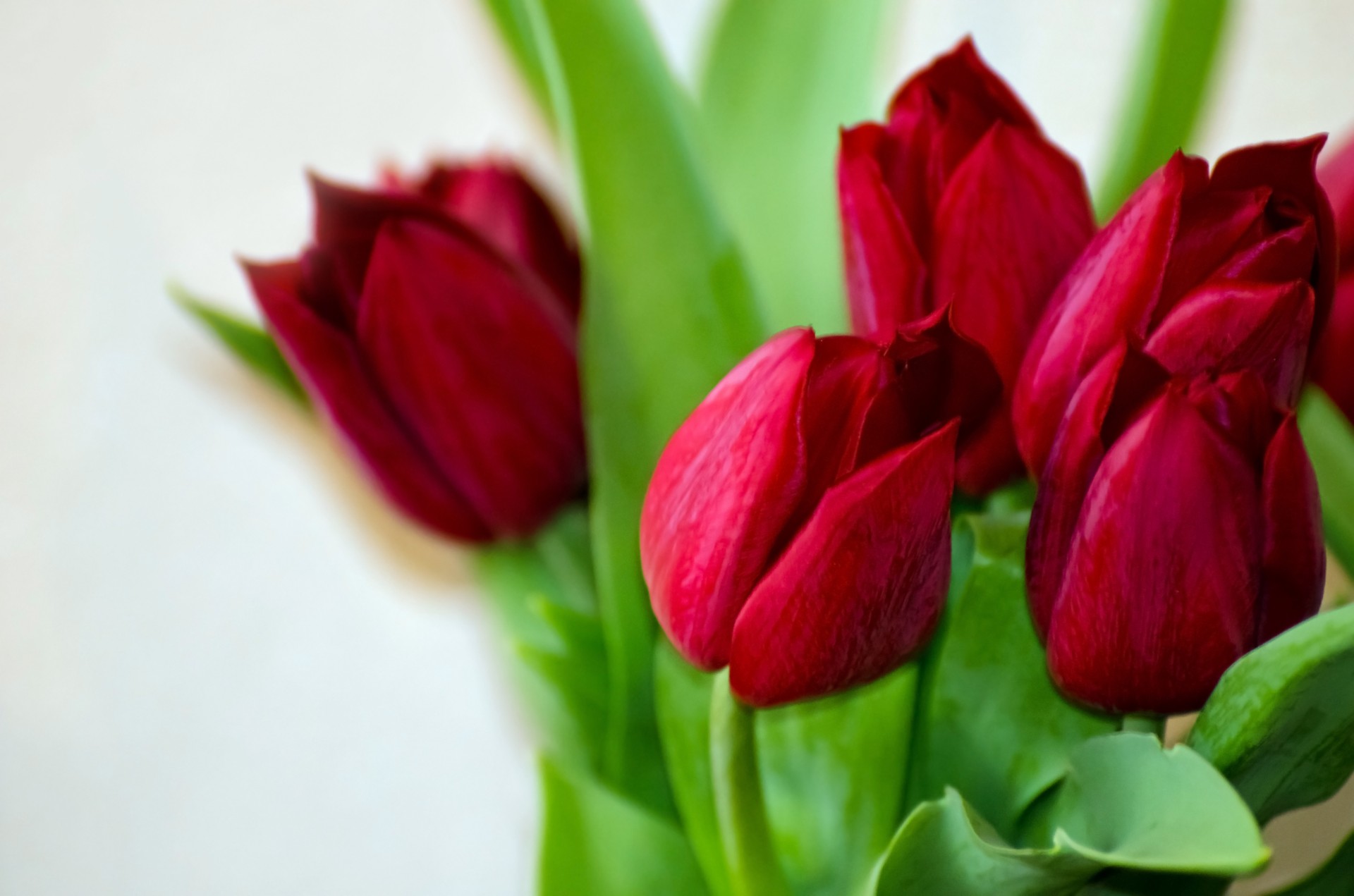 С Днем тюльпанов, весны и улыбок!