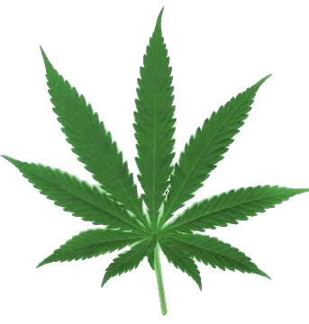 Легальная марихуана в Брукингском институте