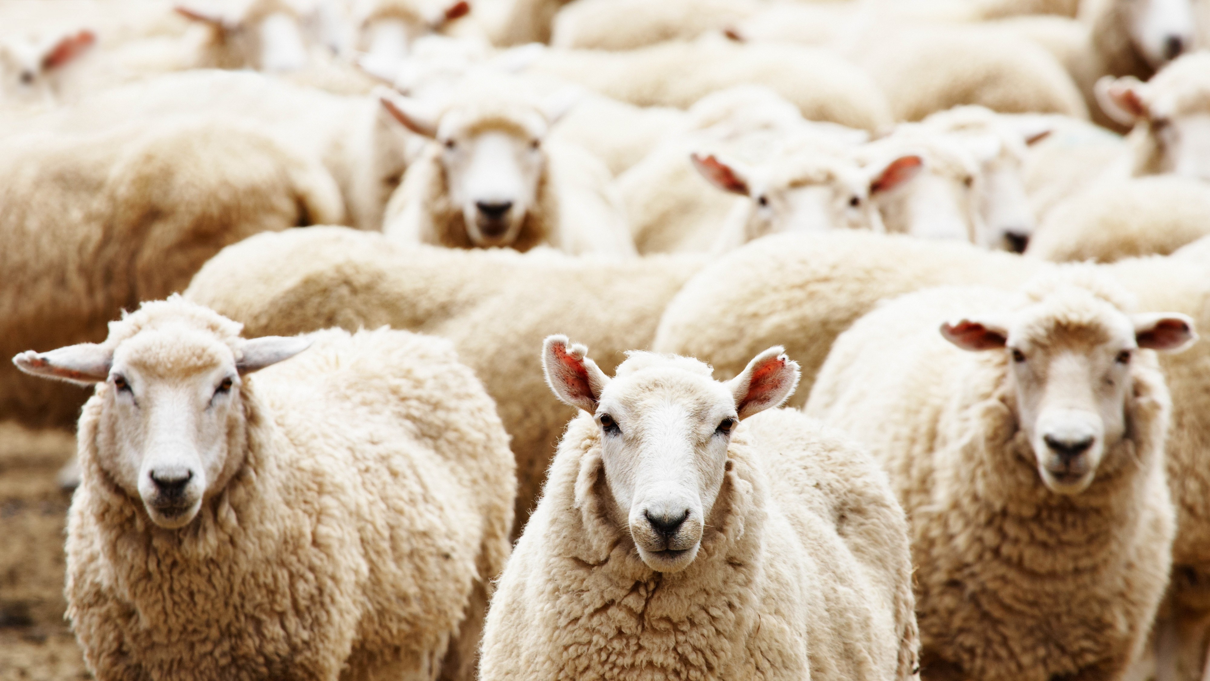 Мнение: Овцы выстроились в очередь, и эта очередь на резню