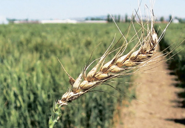 Ситуация на Украине: Большая часть пшеницы из северо-западных областей поражена грибком
