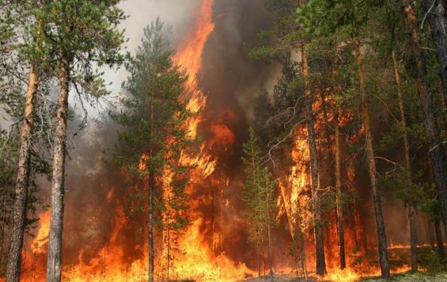 Лес вокруг ЧАЭС подожгли «агенты Кремля»