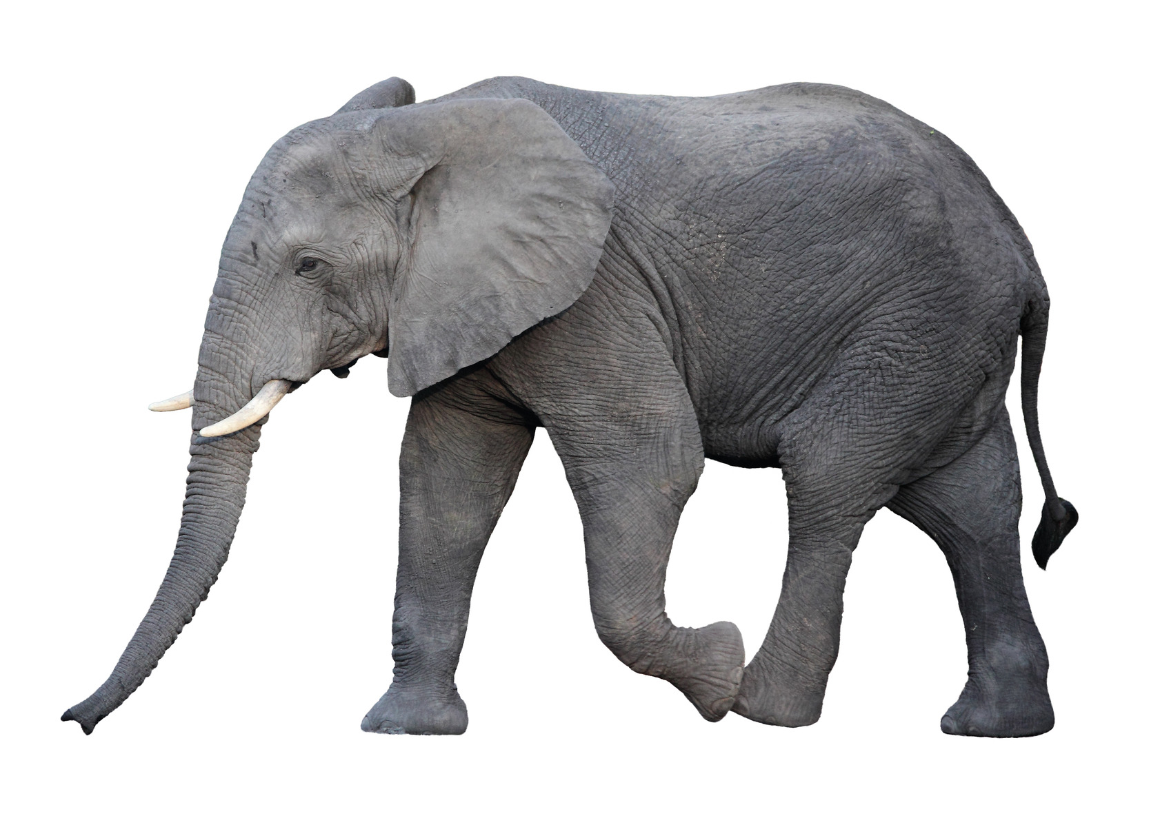 Африканский слон не выдержал украинских дорог и сбежал