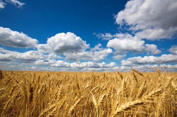 Российский зерновой союз: Казахстан блокирует поставки из России