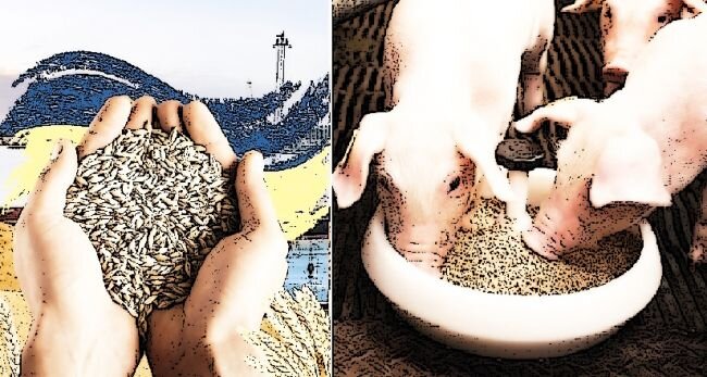 Украинское зерно пошло не голодающим в Африке, а на корм испанским свиньям — СМИ