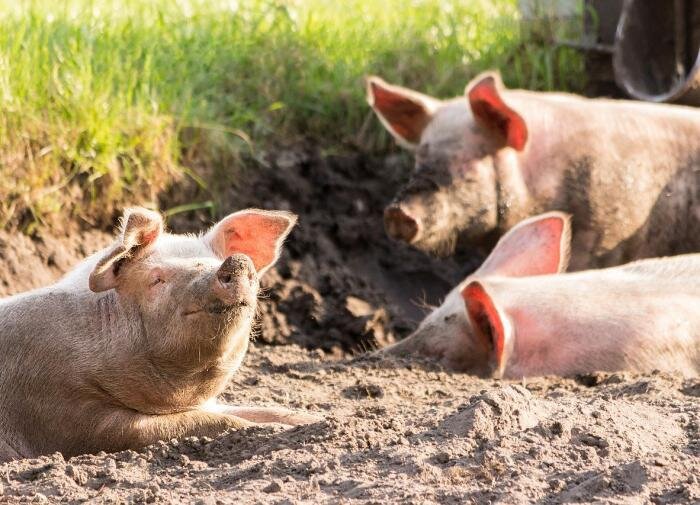 Политолог Трухачёв: кормить испанских свиней Россия больше не будет