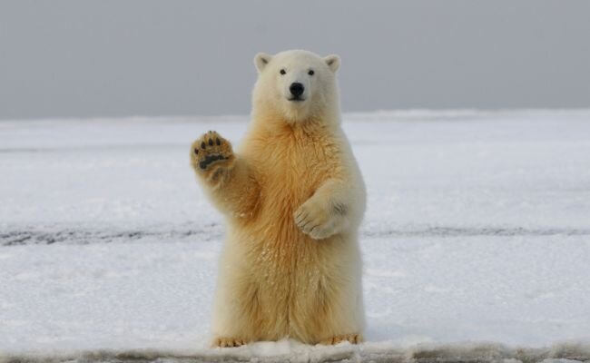 Медведя увидели: почему немецкий контингент слился из Гренландии